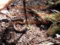 Broad banded watersnake (nerodia fasciata confluens)