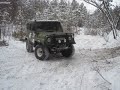 Леса Алтая
