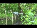 Heron_May2012.mp4