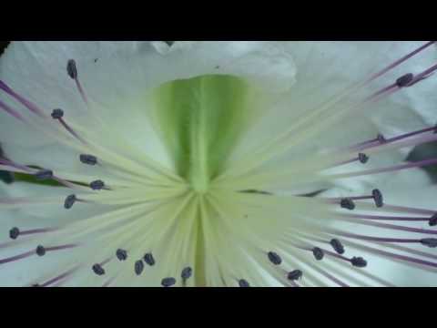 video natura hd
