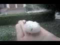 Hagel, Hail in B&uuml;rmoos 23.Juli 2009