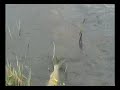 Fly fishing for Northern Pike in Swedish Lapland.