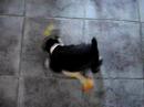 DHARMA VERSUS FRANGO