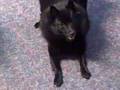 Cotton Schipperke's Valentine Balloon Scare