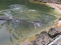 Croc bite