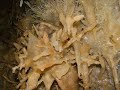 CUEVA DE FUENTEMOLINOS; ESPELEOLOGIA