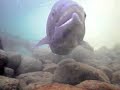 Fast Fish Cam Action - Sugar Creek Ranch