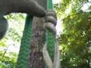 split tail