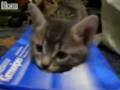 videos de Kitten and box