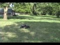 Dylan Traxxas T-Maxx 4908 letting it fly!