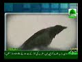 Lion, Crow, Cow & Parrot All doing Zikr of Allah Lion, Crow, Cow & Parrot All doing Zikr of Allah