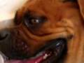 Uma Olde english bulldogge from PR