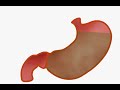 Stomach Motility Stomach Motility