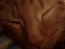 Kitten Sleepyhead