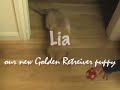 Cute Puppy