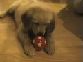 Cute Puppy