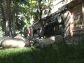 Click here to watch this video The Quintess Collection Destinations: Aspen, Colorado