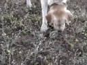 Chien et bébé hérisson Chien et bébé hérisson