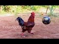 Eying World Cup? Get him in team - cock playing football