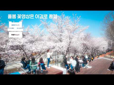 여기 어디야? 봄 감성 터지는 서초 벚꽃 스팟 '언젠가 벚꽃은 찾아올 거야' MV