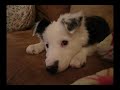 snuggle puppy