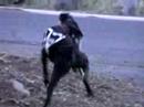This shows how I hook up my dogs for a bikejor out my front door. I am about 200 feet from a nice dirt trail into National Forest land.  Tempo in the lead is a Husky and Seamus is a German Shorthair.   I like to run them in single file without necklines when on singletrack trail.