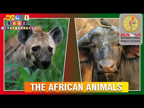 Kalvi Quiz Kindergarten - Episode 2- The African Animals - Part 1