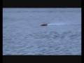 videos de Raduno Ondalunga Sez.N/O 29/11/08 Lago d'Orta