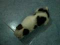 videos de baby Shih Tzu playing around