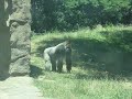 PGH Zoo - Gorilla