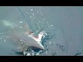 Mako...... Mako......