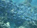 Roatan Honduras