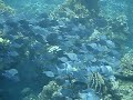 Roatan Honduras