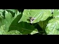 hommel hommel