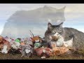 Catsu Revolution