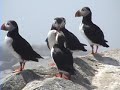 Puffins