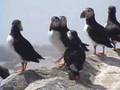 Puffins