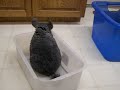 Chinchilla Free Run Chinchilla Free Run