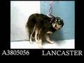 Save a dogs life, ADOPT