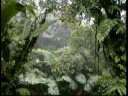 videos de The Forests of the world