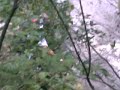 Excursión al nacimiento del Urederra parte 14