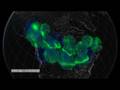 Large Auroral Substorm
