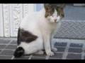 gloomy sunday/ Iva Bittova (vocal) / Brian Dee (piano)