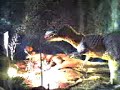 dinosaurios