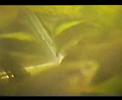 Ever wonder how lil baby fishies are made? Ozzy & Harriet Pearl Gourami show how it's done...