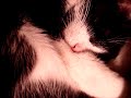 Two Cats Snoring Two Cats Snoring