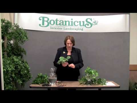 how to cut and replant philodendron