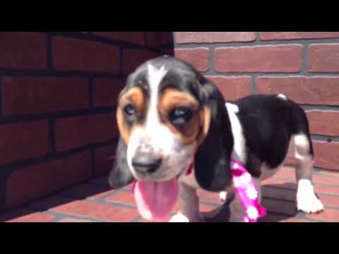 Basset Hound Puppy for sale in San Diego