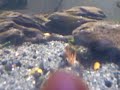 Good plant for all aquariums