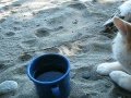 cat nap salish sea beach